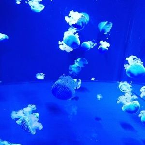 Meet your Posher, Kaneza